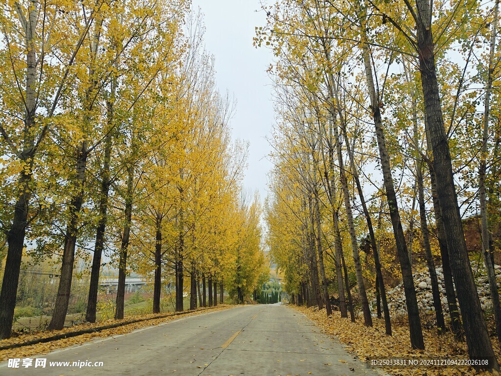 深秋的乡村道路 