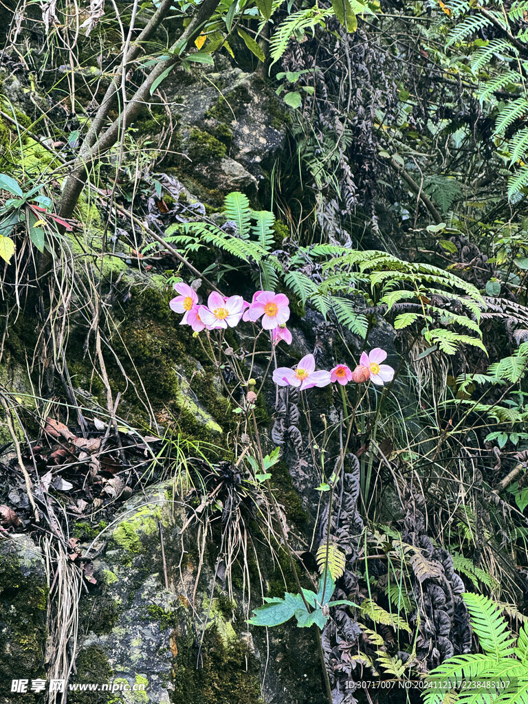 野棉花