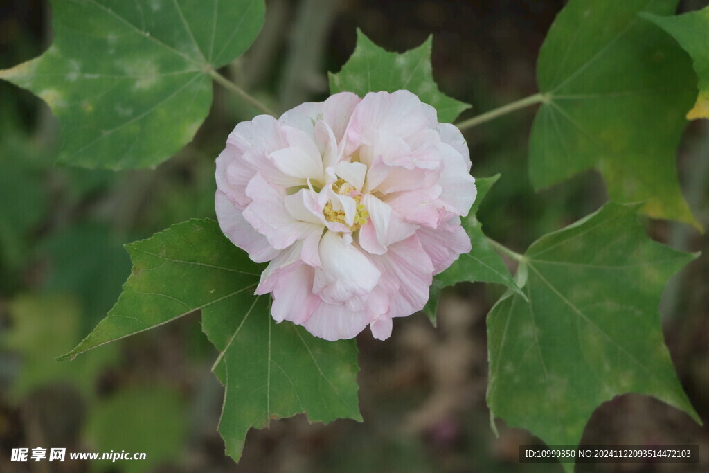 白色木芙蓉花