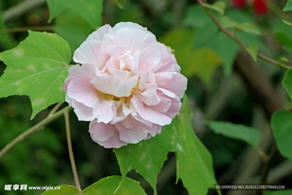 木芙蓉