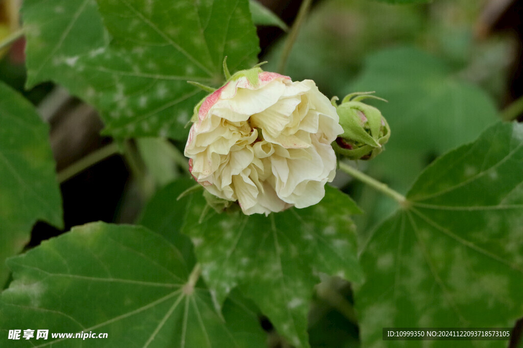 木芙蓉