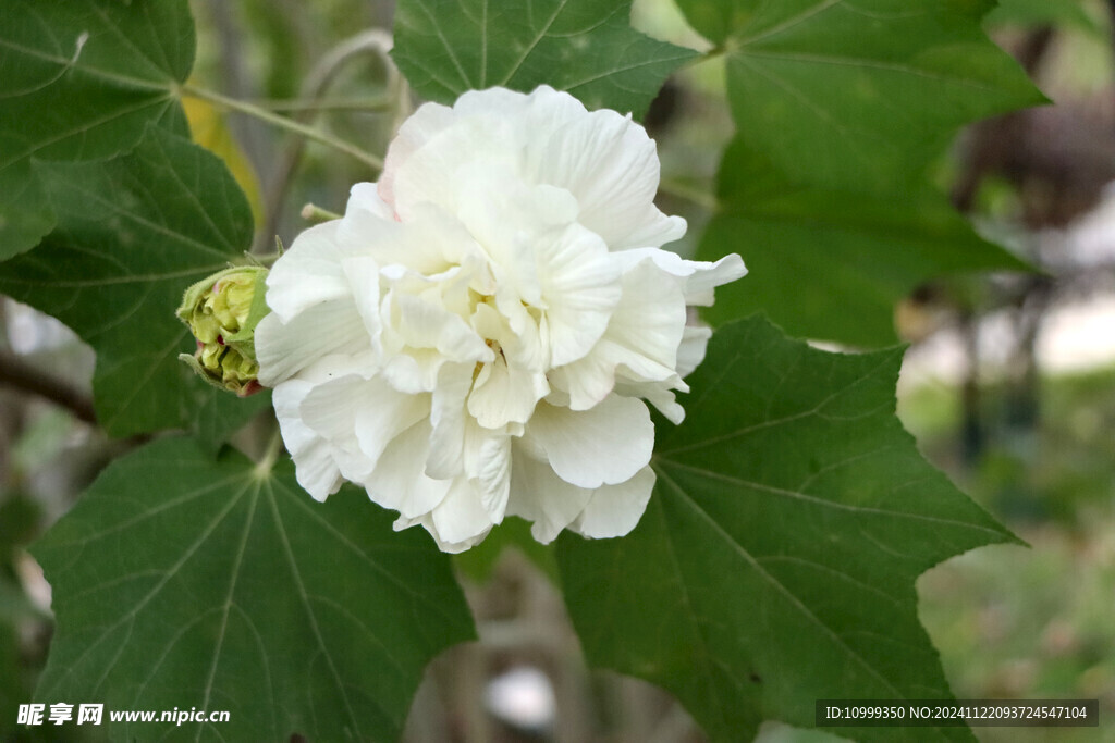 白色木芙蓉花