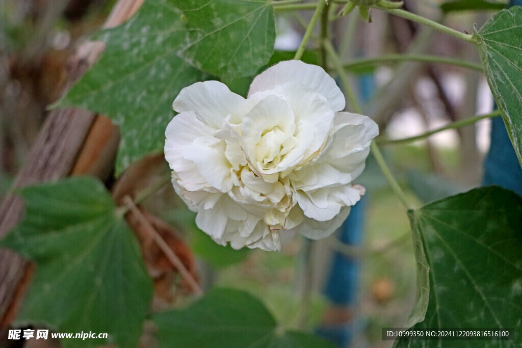 白色木芙蓉花