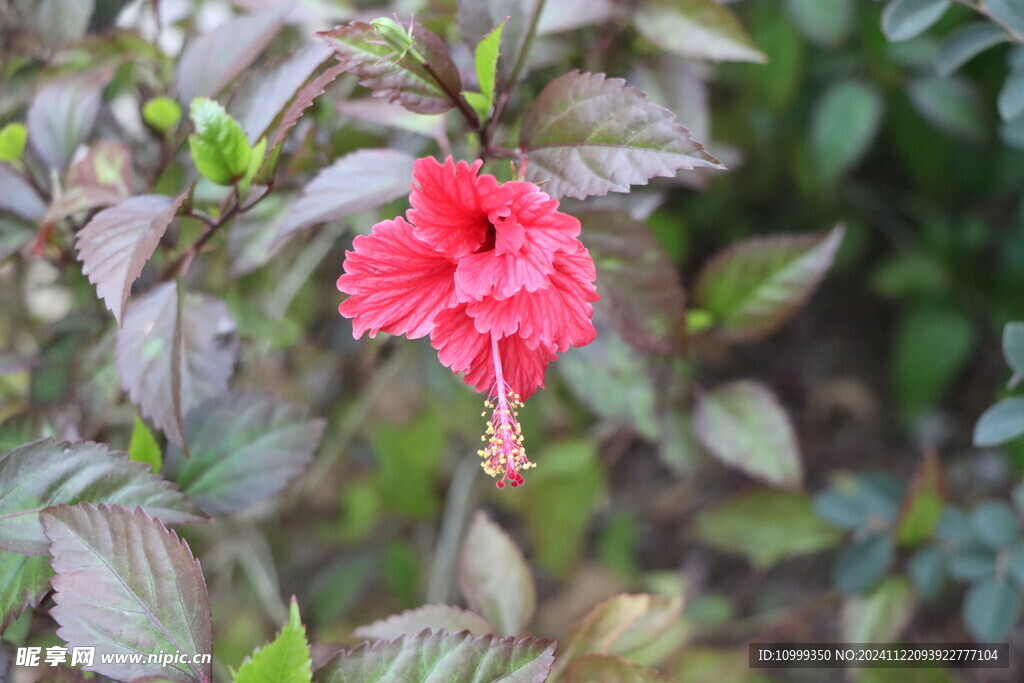 扶桑花