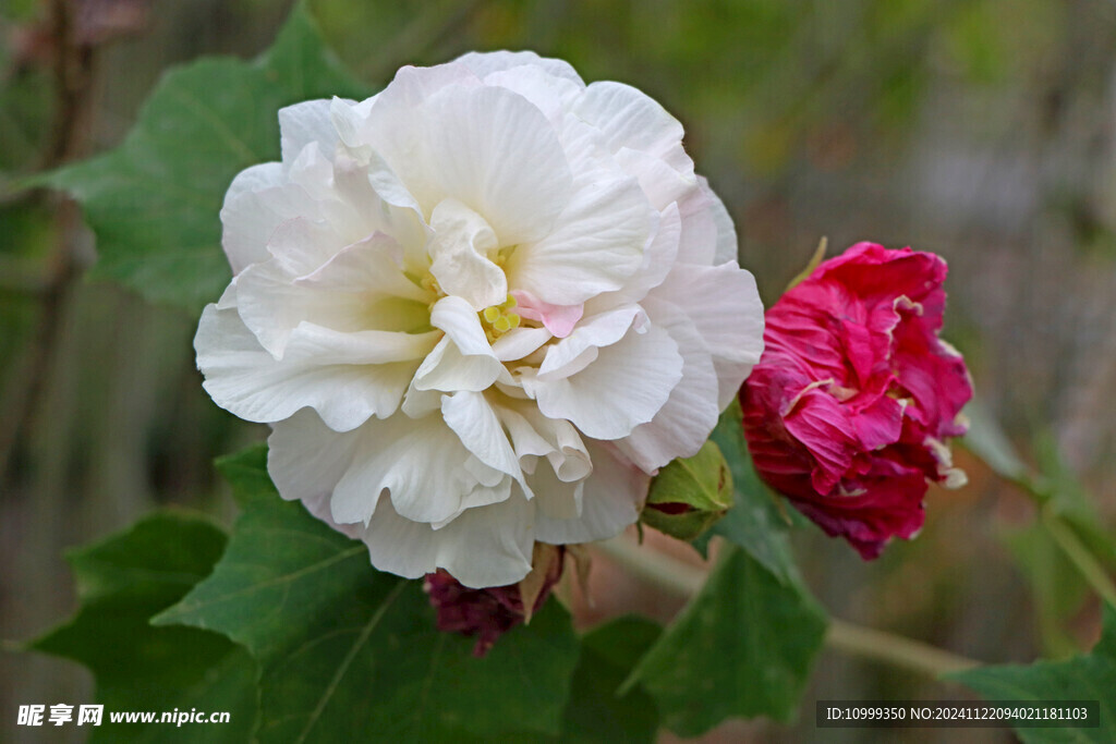 白色木芙蓉花