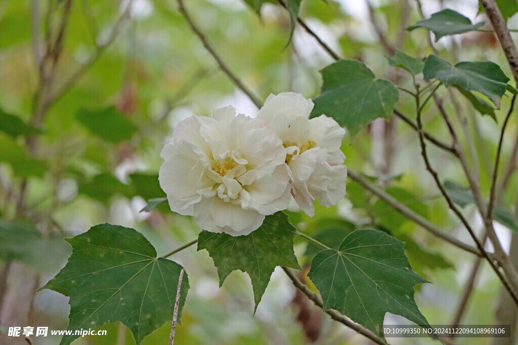 白色木芙蓉花