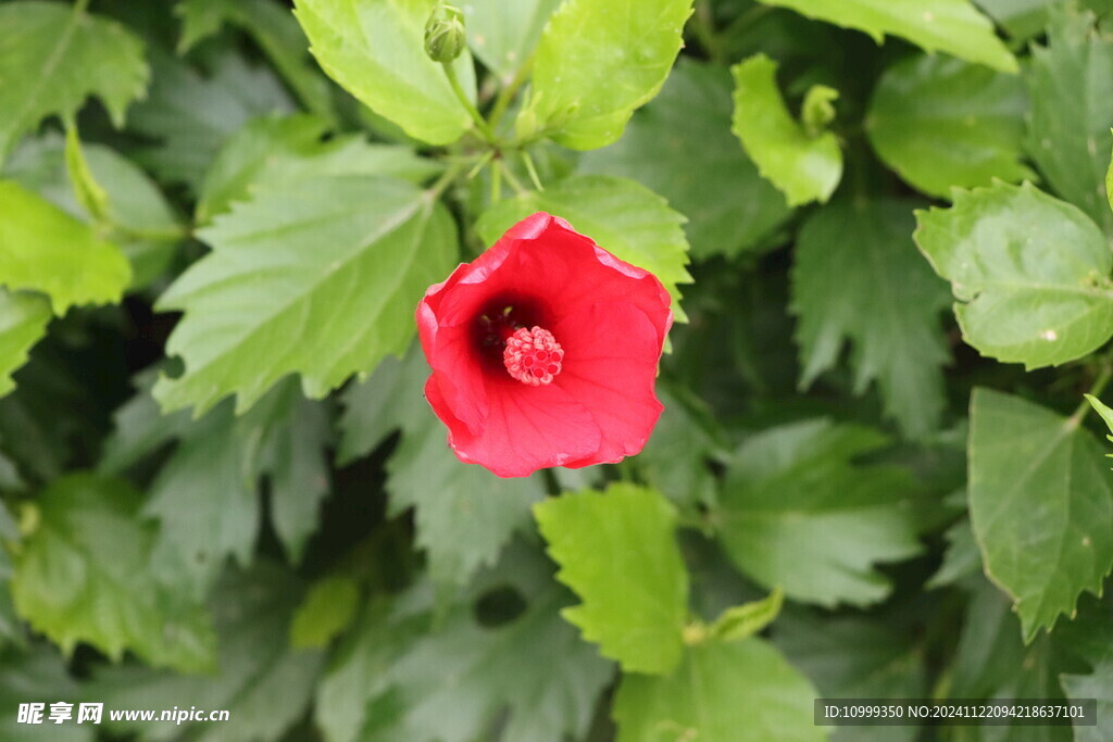 扶桑花