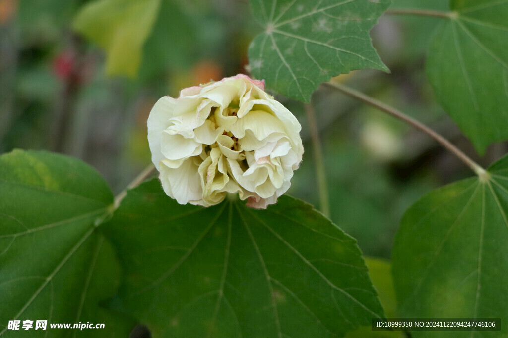 白色木芙蓉花 