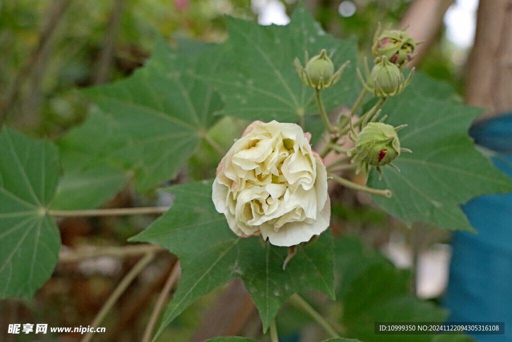 白色木芙蓉花 