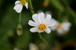野菊花