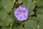 牵牛花