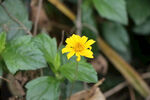 黄色野菊花