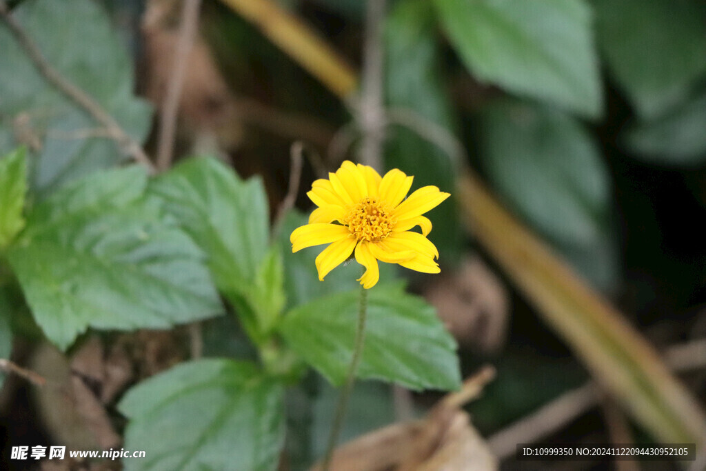 黄色野菊花