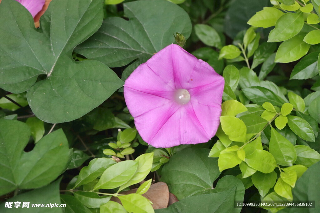 牵牛花