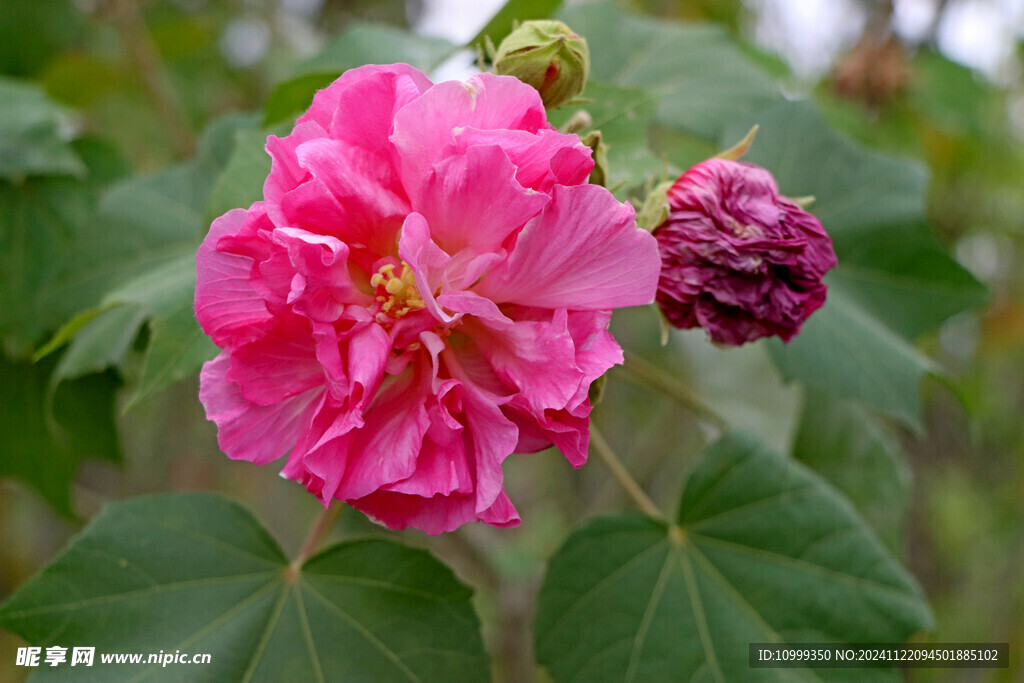 木芙蓉