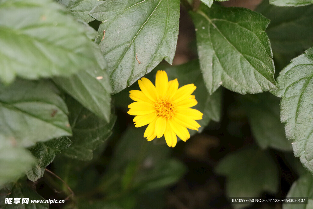 黄色野菊花