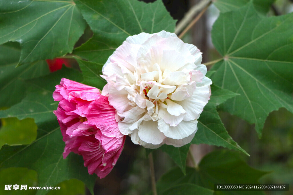 木芙蓉 