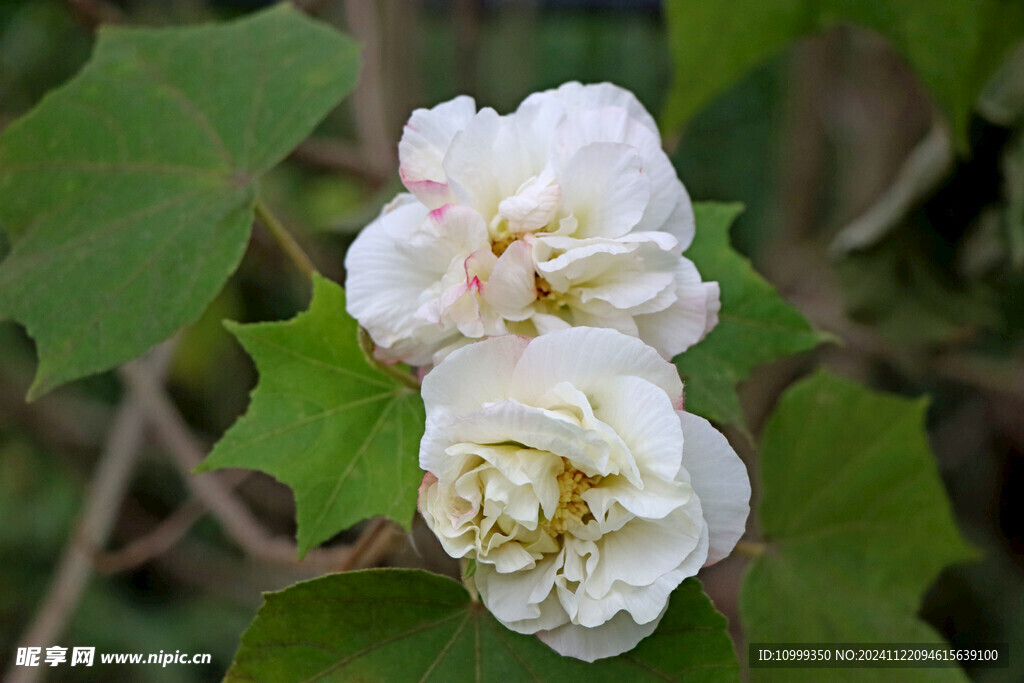 白色木芙蓉花