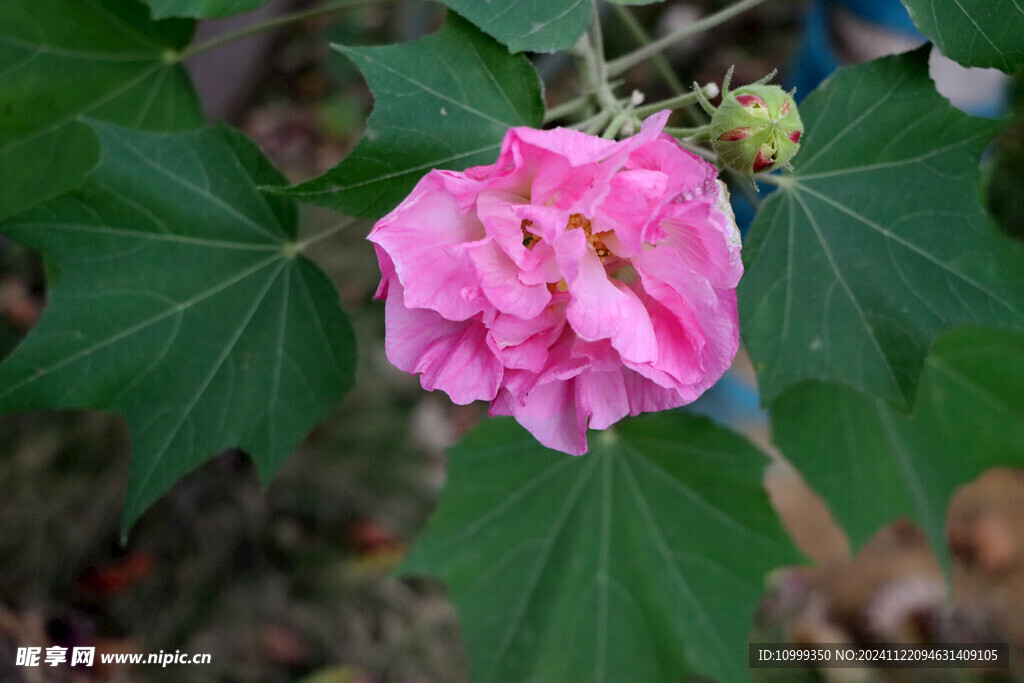 木芙蓉 