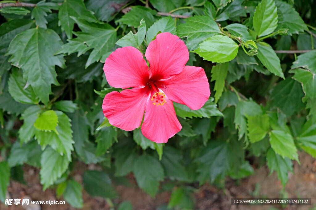 扶桑花