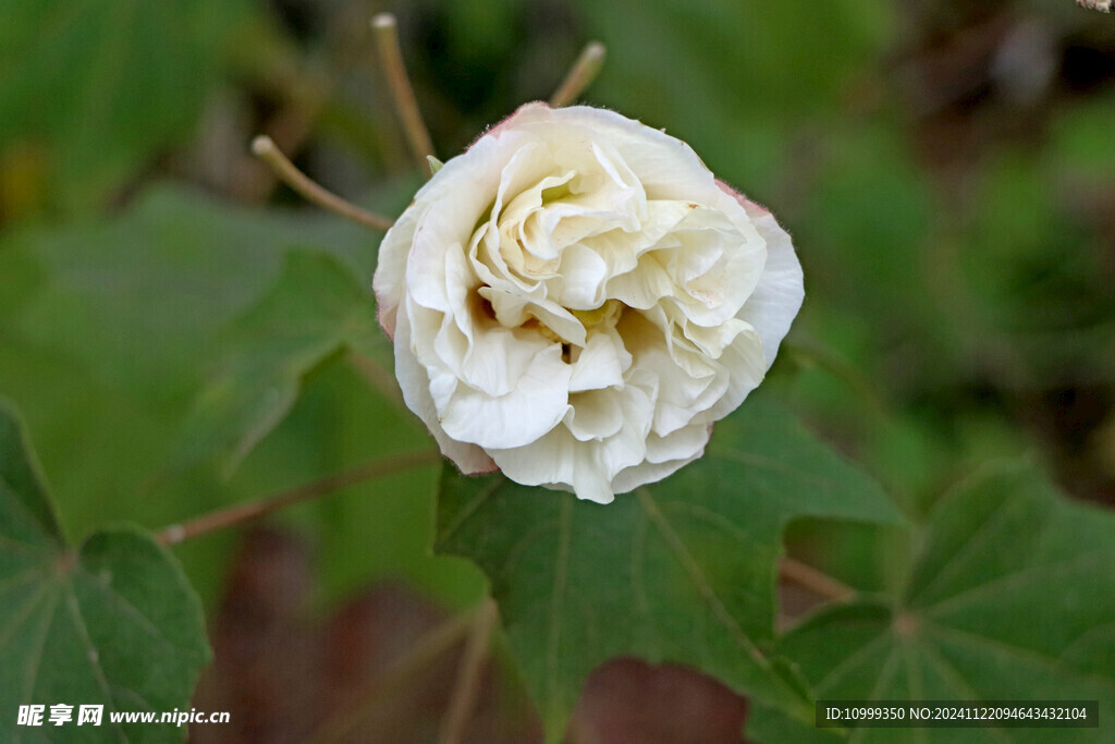 白色木芙蓉花