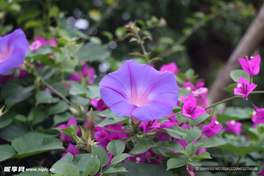 牵牛花