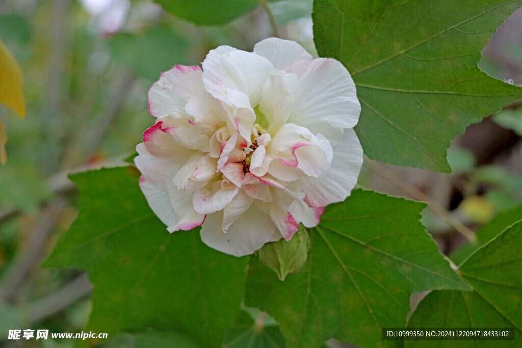 白色木芙蓉花