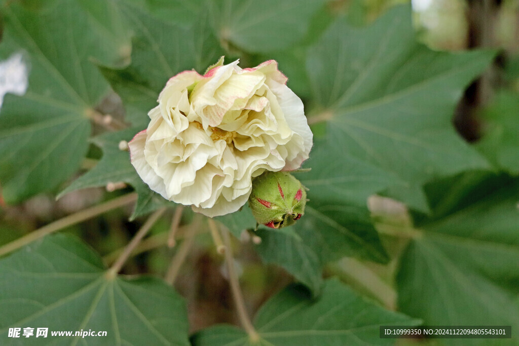 木芙蓉