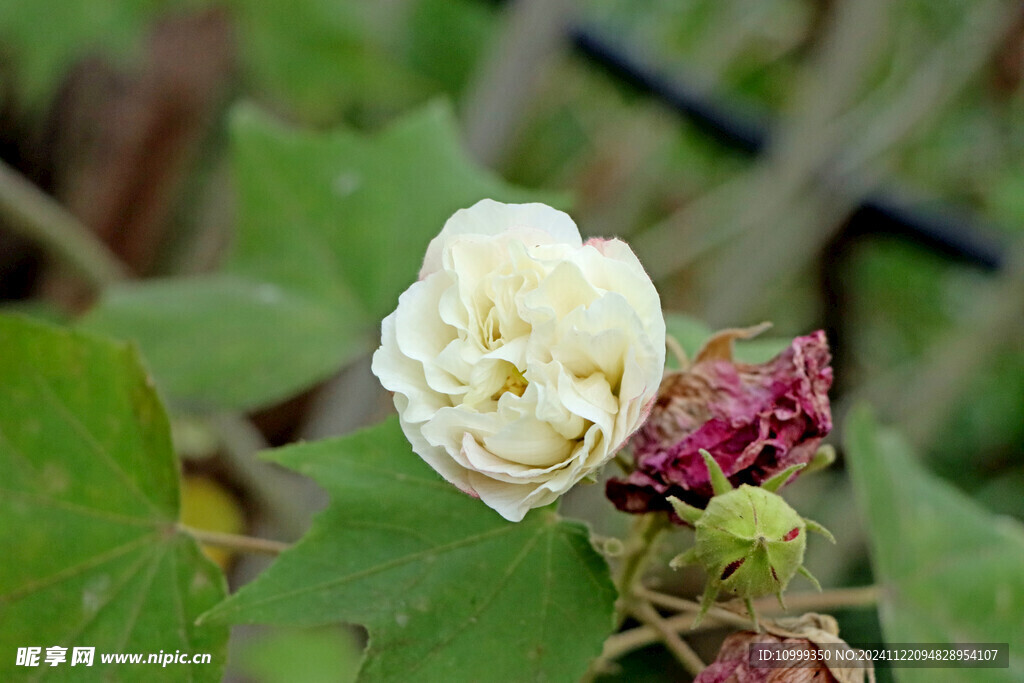 木芙蓉