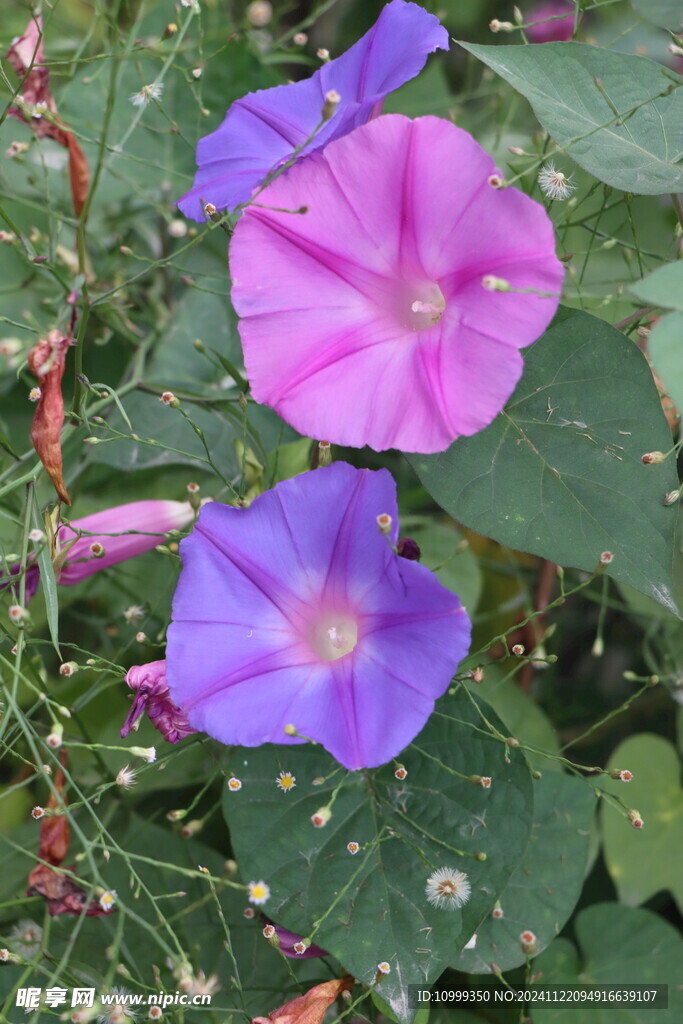 牵牛花