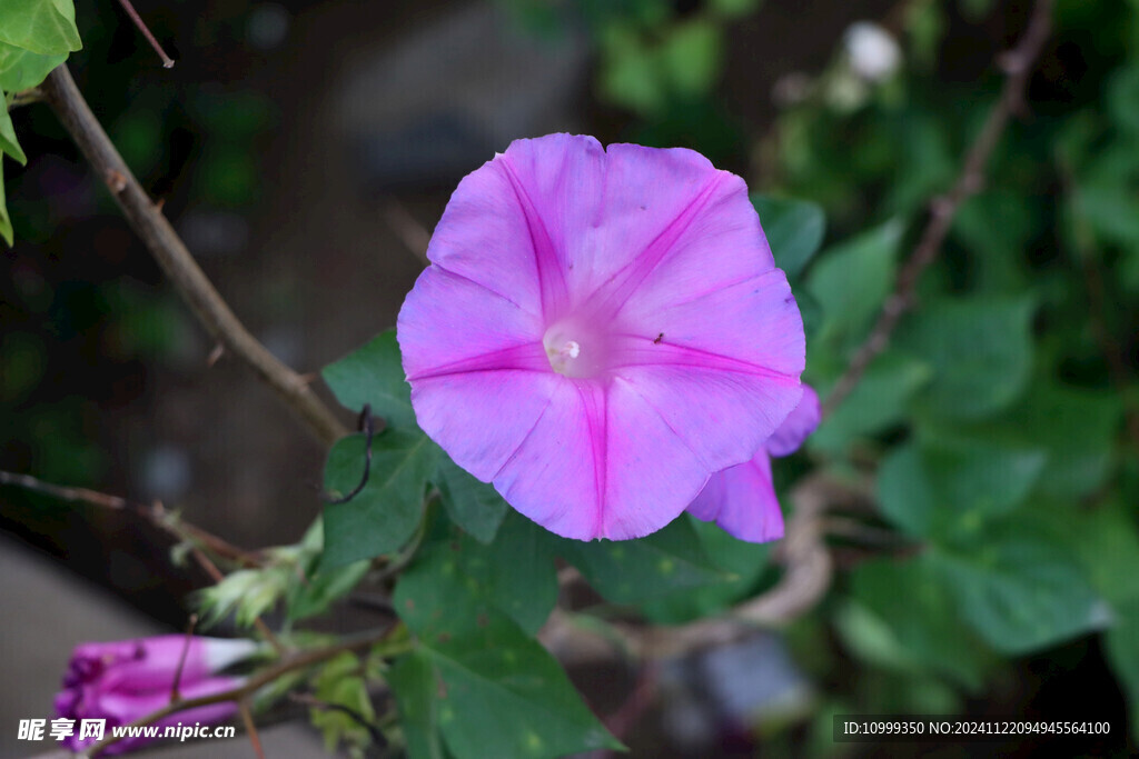 牵牛花