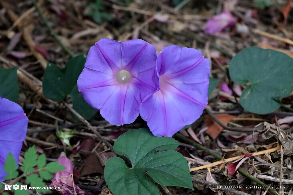 牵牛花