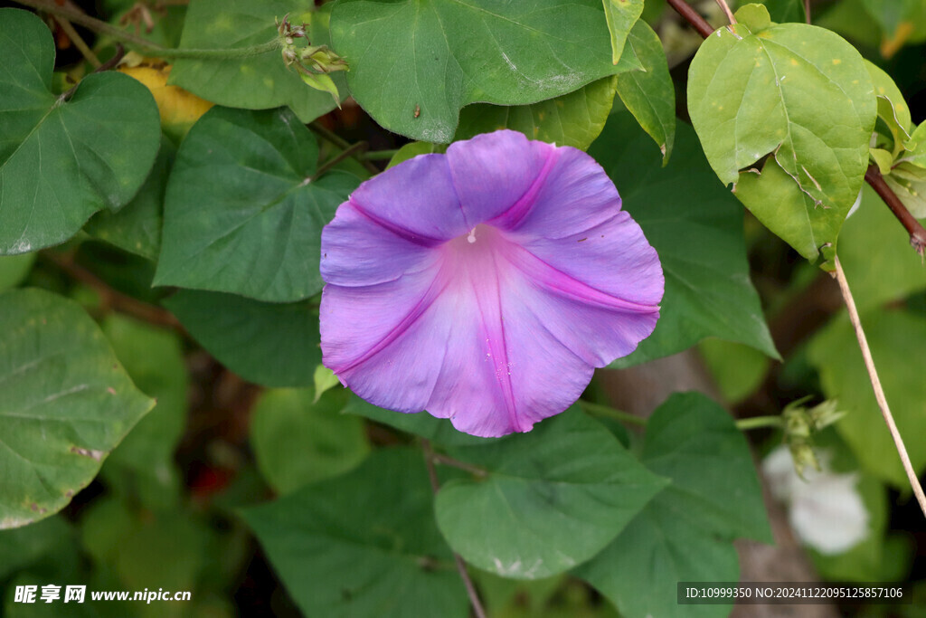 牵牛花