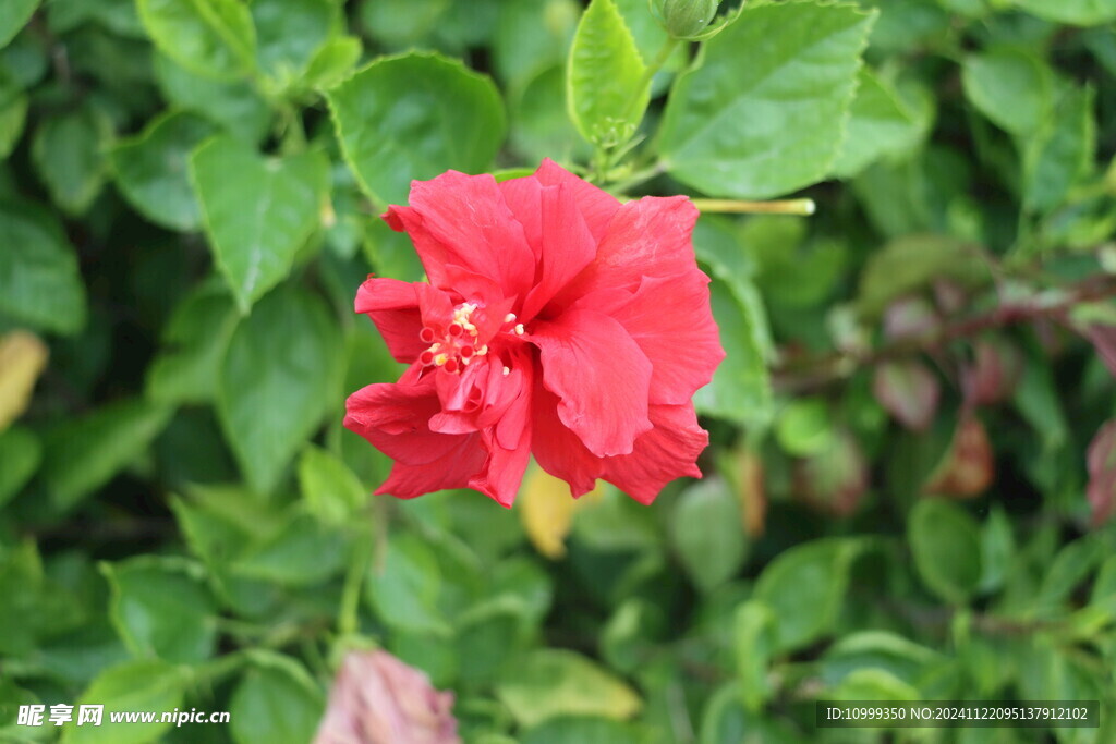 扶桑花