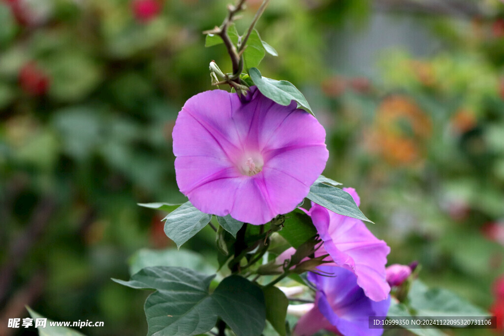 牵牛花