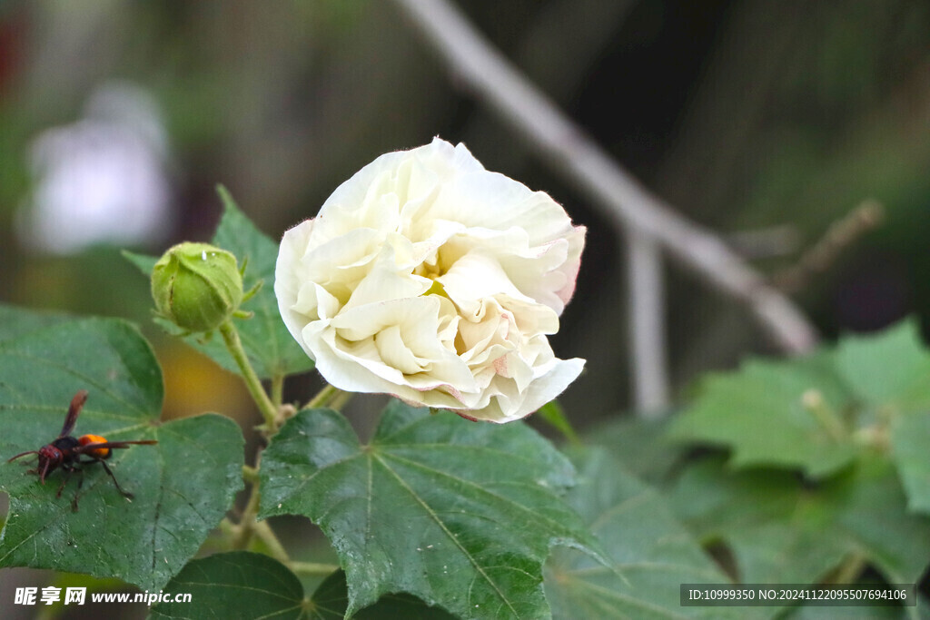 白色木芙蓉花