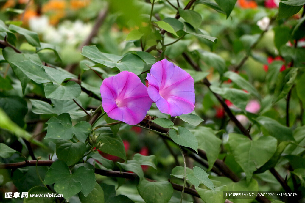 牵牛花