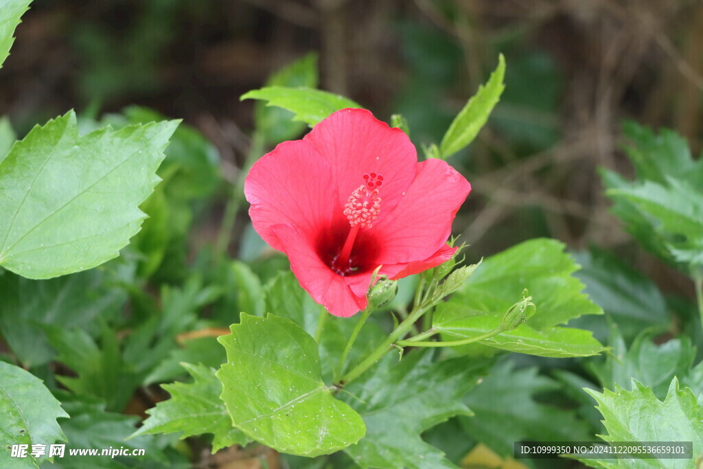 扶桑花