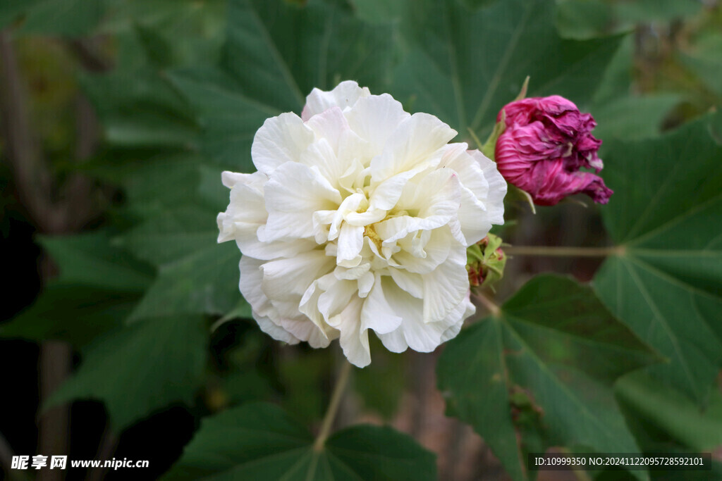 白色木芙蓉花