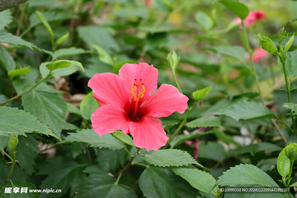 扶桑花