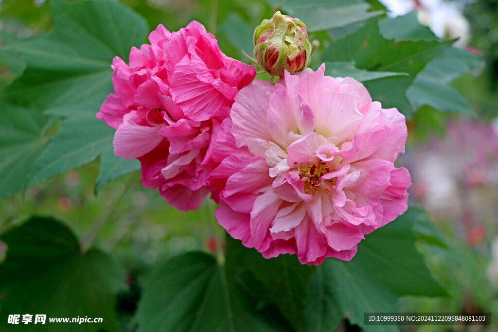 木芙蓉 