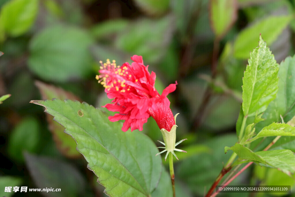 扶桑花