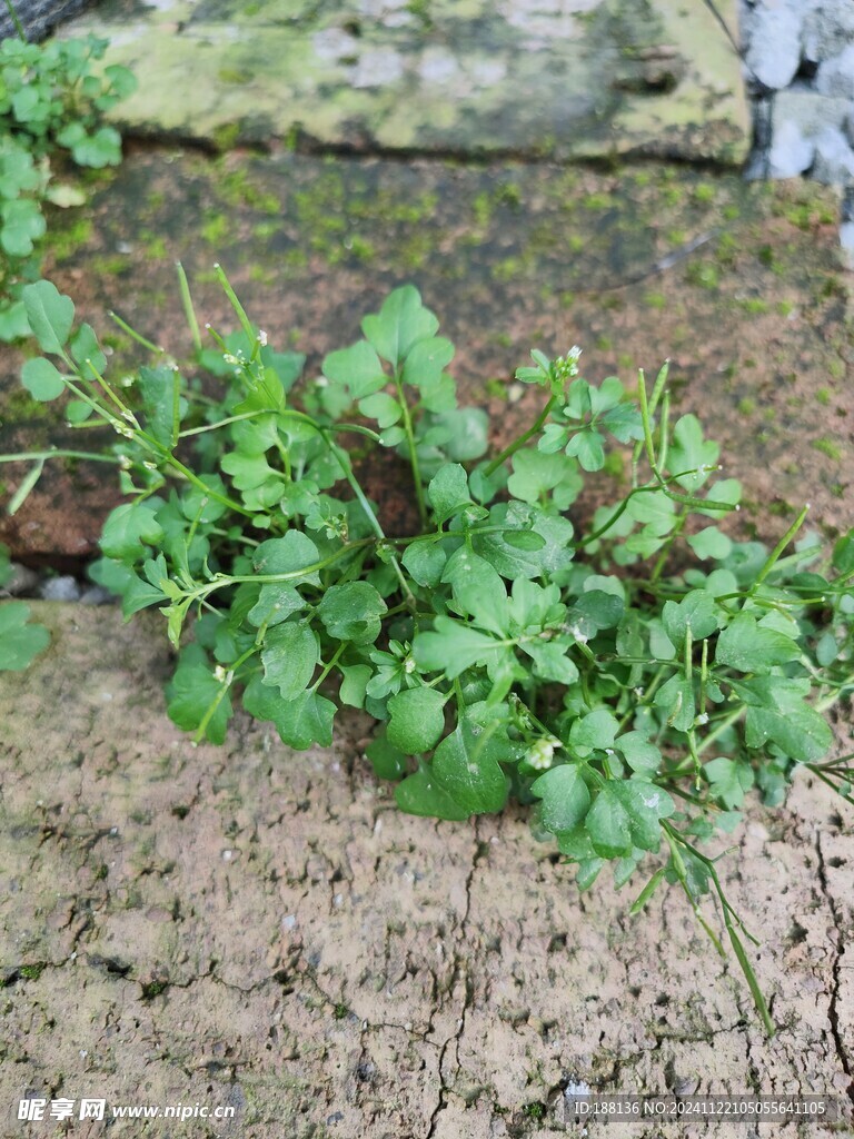 砖头缝里的小野花