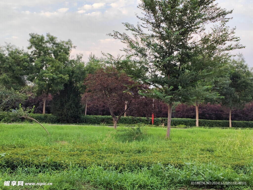 道路绿化景观