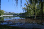 公园风景  
