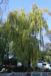 公园风景  