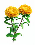 花朵手绘