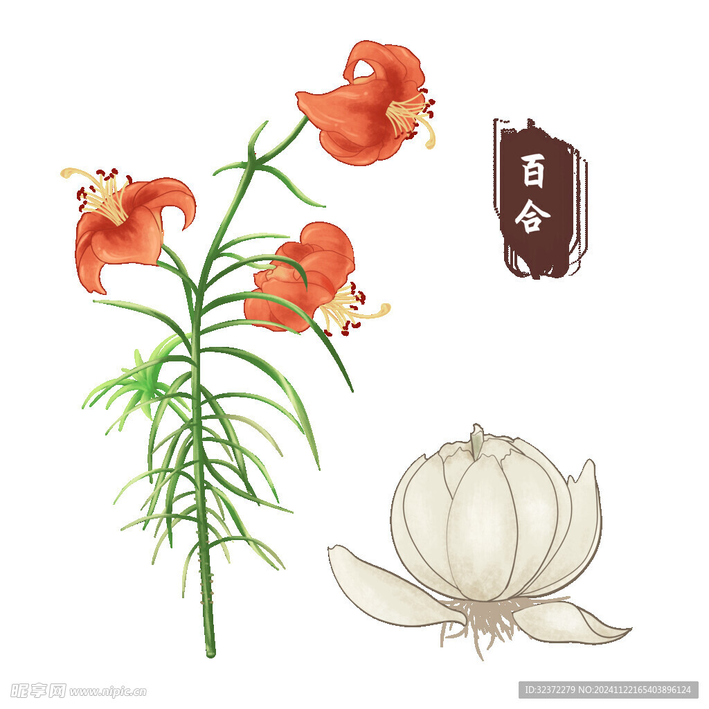 中药手绘插画
