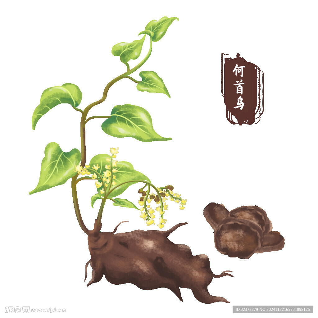 中药手绘插画