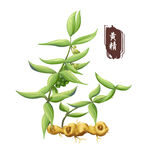 中药手绘插画